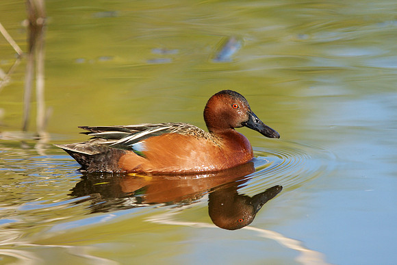 Cinnamon Teal