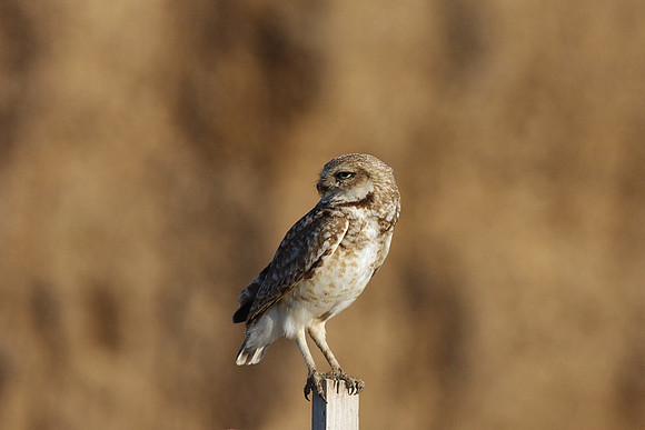 Burrowing Owl