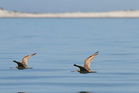 Marbled Godwit