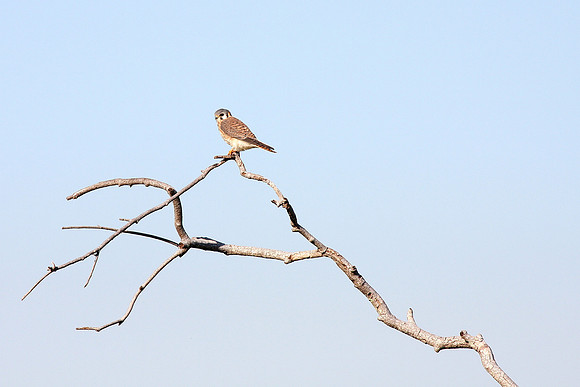 American Kestrel