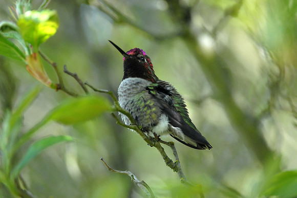 Anna's Hummingbird