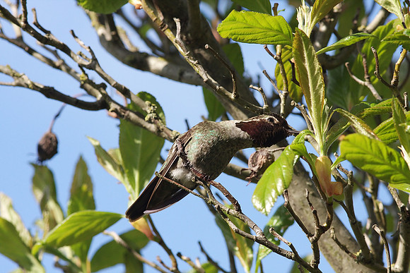 Anna's Hummingbird