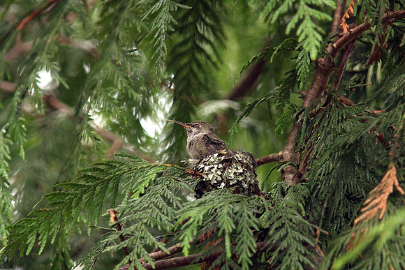 Anna's Hummingbird in nest