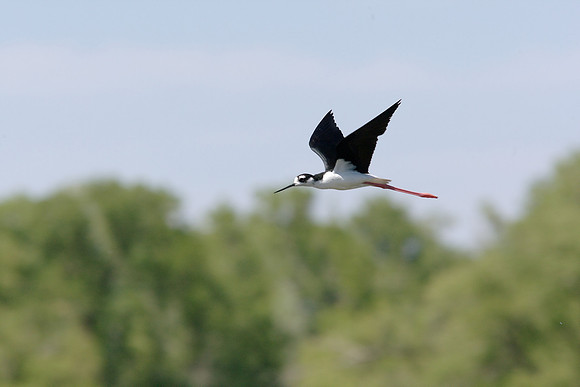 Black-necked Stilt