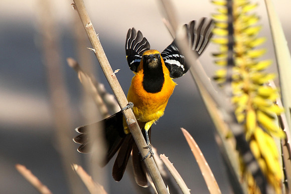 Hooded Oriole