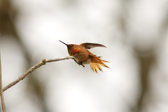 Rufous Hummingbird