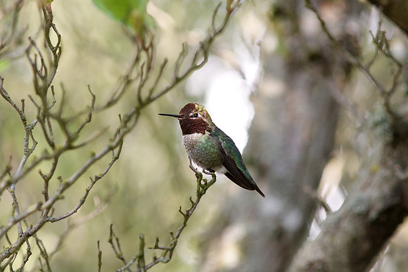 Anna's Hummingbird