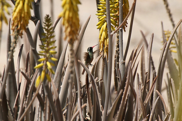 Xantus's Hummingbird