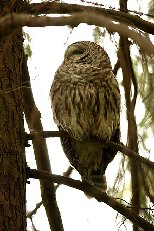 Barred Owl