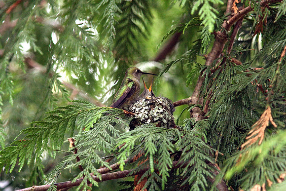 Anna's Hummingbird in nest