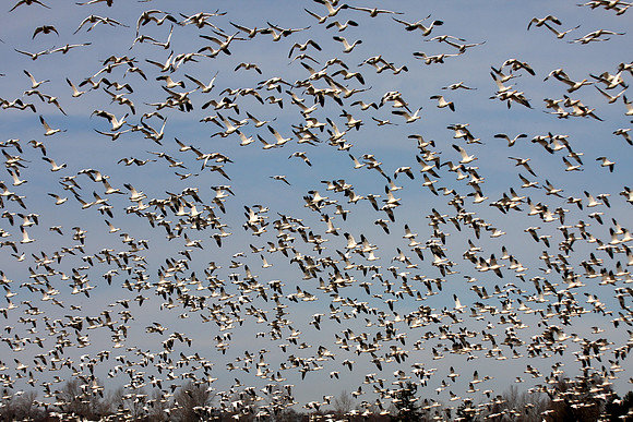 Snow Geese en masse