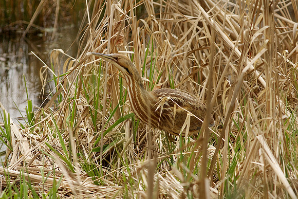 American Bittern