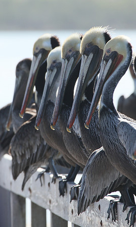 Brown Pelican