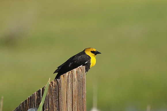 Yellow-headed Blackbird