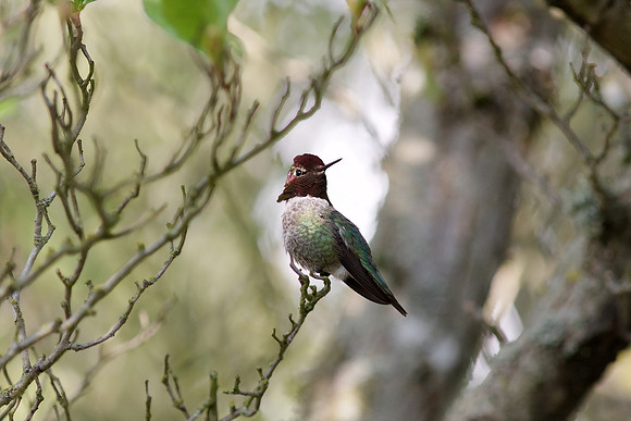 Anna's Hummingbird