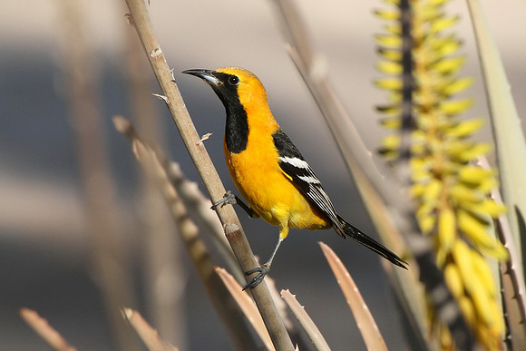 Hooded Oriole