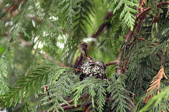 Anna's Hummingbird in nest