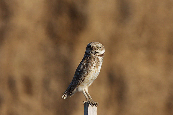 Burrowing Owl
