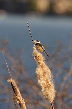 Black Capped Chickadee