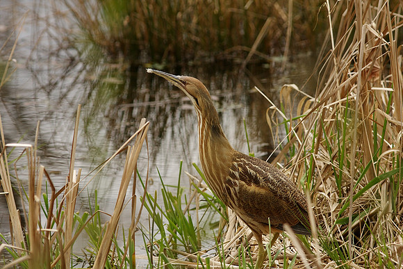 American Bittern