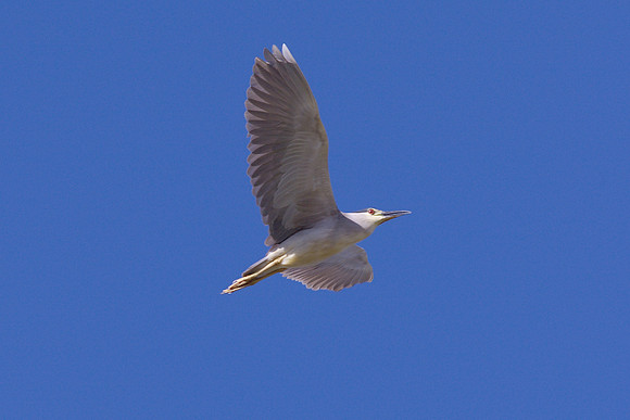 Black-Crowned Night-Heron