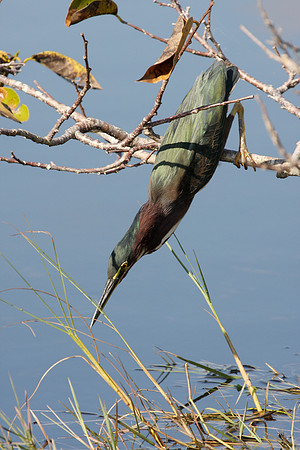 Green Heron