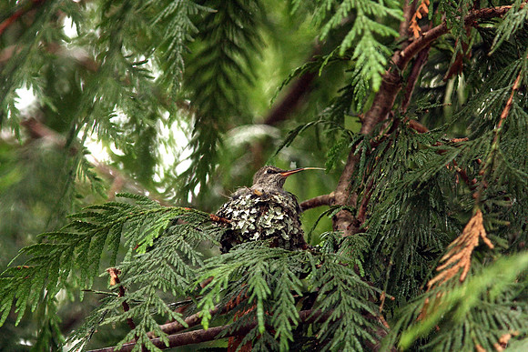 Anna's Hummingbird in nest