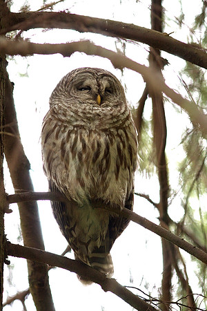 Barred Owl