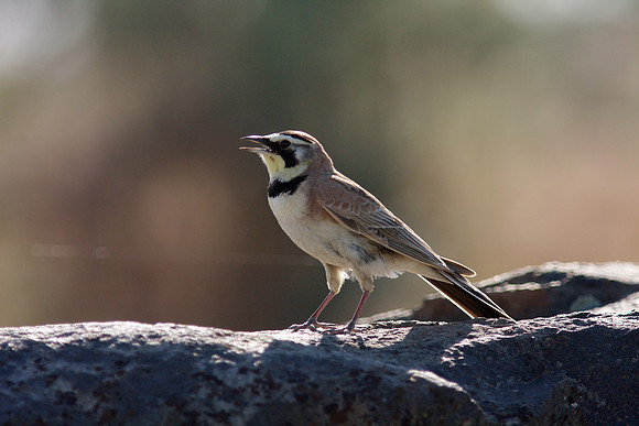Horned Lark
