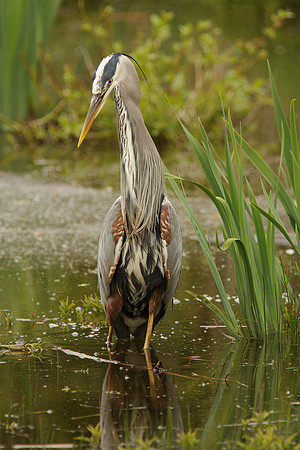 GBH