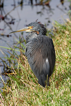 Tricolor Heron
