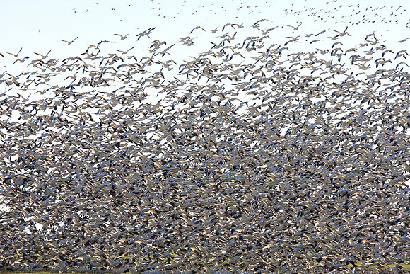 Snow Geese en masse