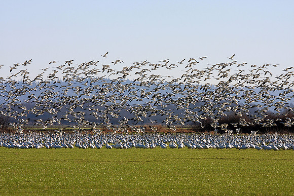 Snow Geese en masse