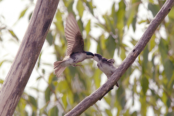 Tree swallows, feeding time