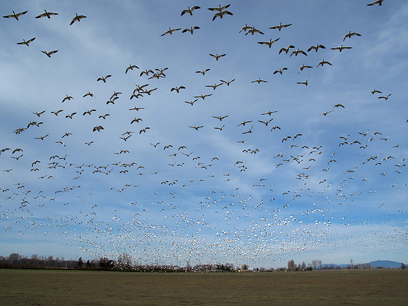 Snow Geese en masse