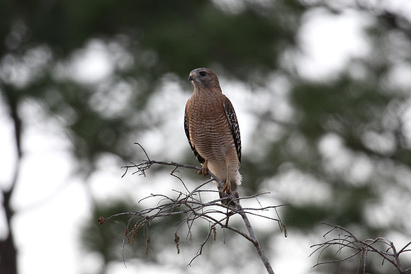 Sharp Shinned Hawk