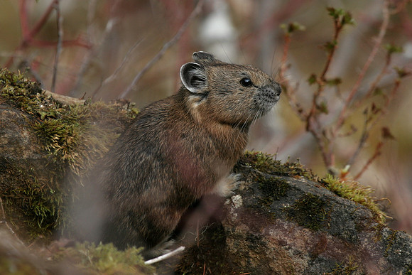 Pika