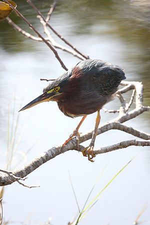 Green Heron