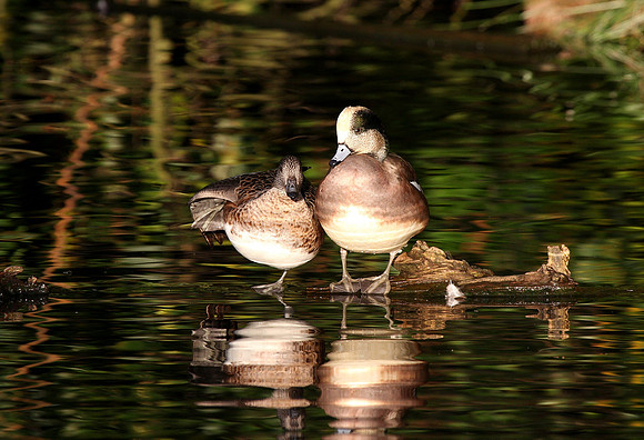 American Wigeon