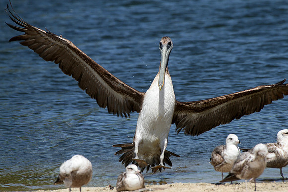 Brown Pelican