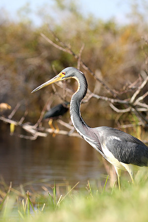Tricolor Heron