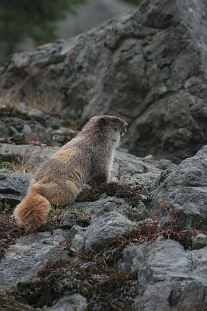 Olympic Marmot