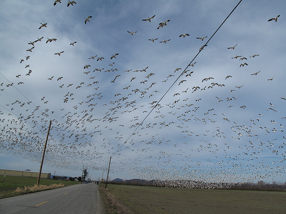 Snow Geese en masse