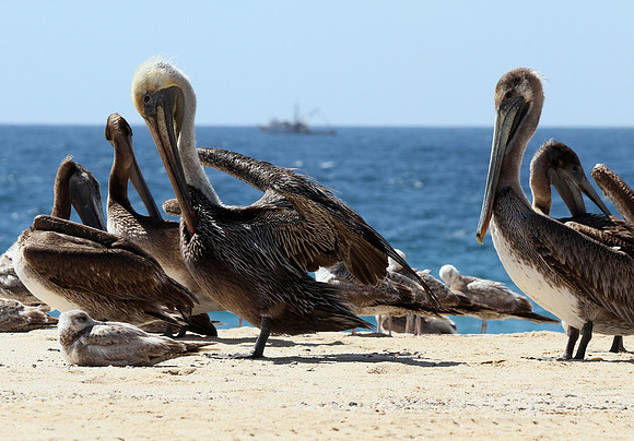 Brown Pelican