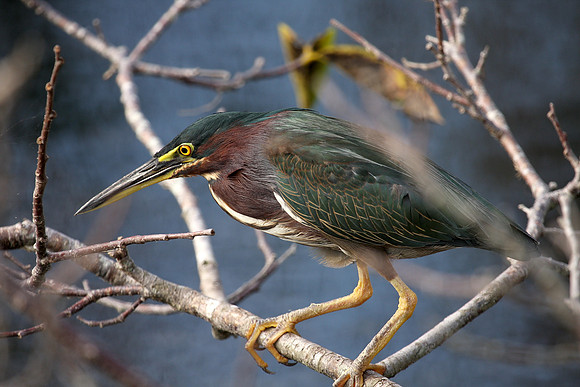 Green Heron
