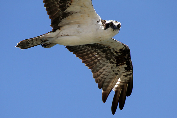 Osprey