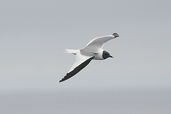 Sabine's Gull