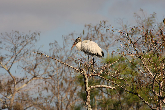 Wood Stork