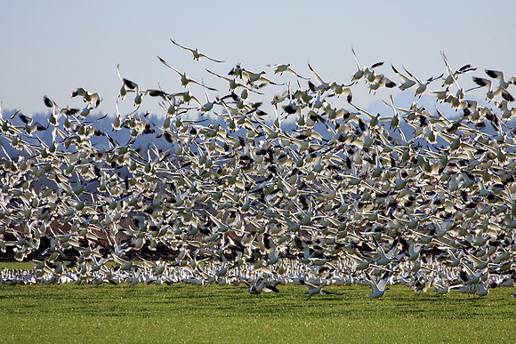 Snow Geese en masse