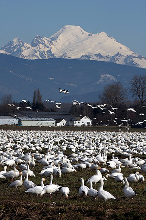 Snow Geese and Mt. Baker